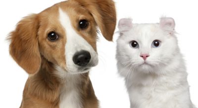 Roteiro kids para os pequenos de Brasília - por bora.ai