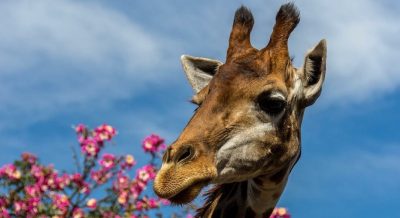 Programação infantil em Brasília - por bora.ai