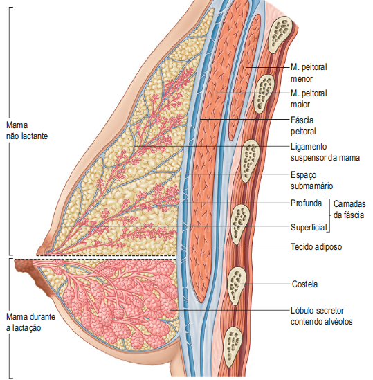 Como uma cirurgia de mama pode interferir com a amamentação Dra. Larissa Sumodjo Cirurgiã Plástica Just Real Moms