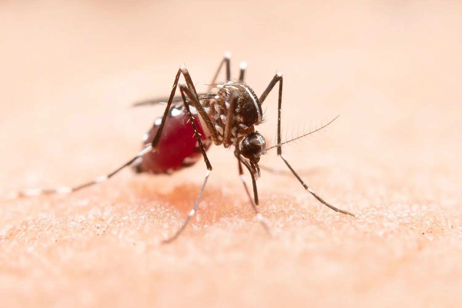 Mosquito da Dengue Mosquito da Dengue
