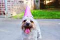 Cachorro-Estimacao-Festa-Infantil-Just-Real-Moms