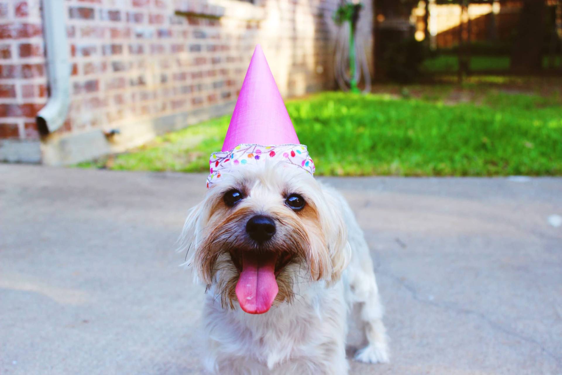 Cachorro Estimação Festa Infantil Just Real Moms