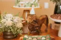 Decor-Leao-Festas-Infantis-Just-Real-Moms